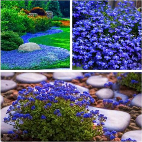 50,000 Creeping Thyme Seeds Blue (Thymus serpyllum) – Dense Fast-Growing Ground Cover Seeds – Ideal for Lawns, Courtyards & Landscape Projects (1/5)