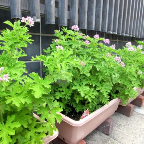1500 Citronella Geranium Seeds (Pelargonium citrosum) – Natural Mosquito-Repellent Aromatic Plant – Hardy Perennial Seeds for Indoor & Outdoor Garden Use (1/5)