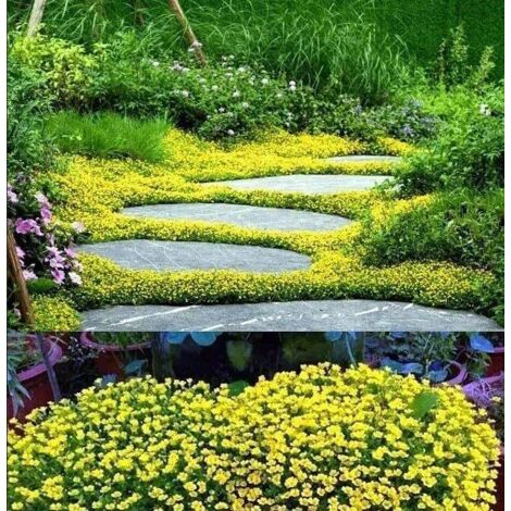 40,000 Creeping Thyme Seeds Yellow (Thymus serpyllum) – Hardy Fast-Growing Ground Cover – Perfect for Lawns, Borders & Landscape Areas (1/5)