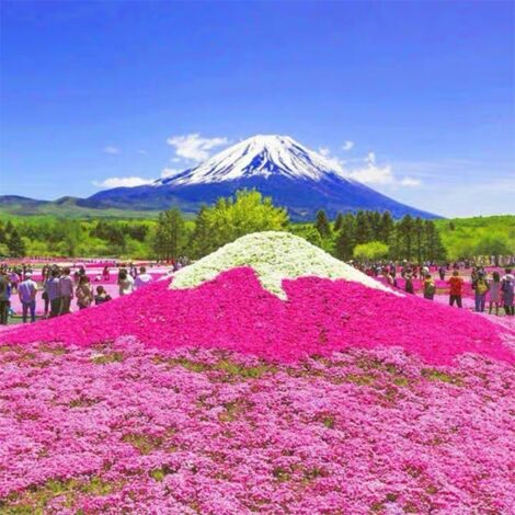 2PCS pink phlox subulata seeds, flowering seeds, ground cover seeds, hardy and easy to grow, suitable for flower beds and patios (1000 seeds per pack)