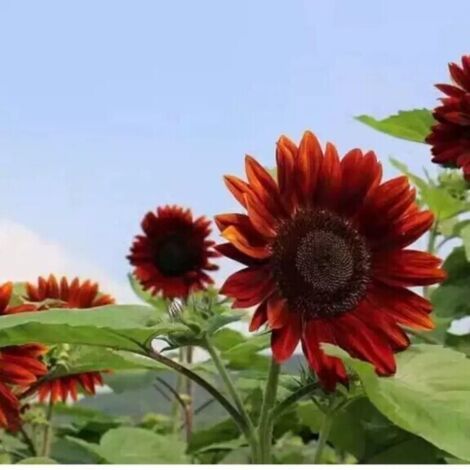 Purple Sunflower – 200 Seeds – Crimson Red Flowers – Rare Variety – Ideal for Bouquets (1/4)