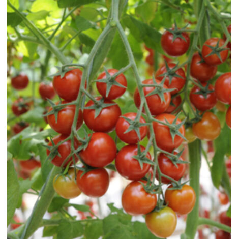 Trailing Cherry Tomato – 200 Seeds – Trailing Growth – Ideal for Hanging Baskets Balconies – Sweet Fruits (1/5)