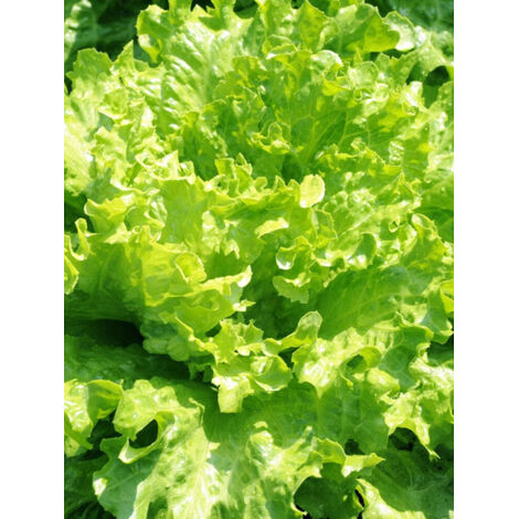 2000 pcs Natural lettuce seeds – organic vegetable garden seeds (1/5)