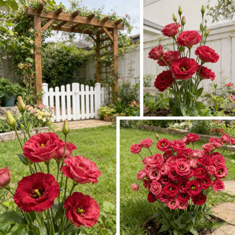 1000 Red Lisianthus Seeds – Classic Double-Flowered Eustoma, Great for Borders, Flower Beds & Home Cut Flowers (1/5)