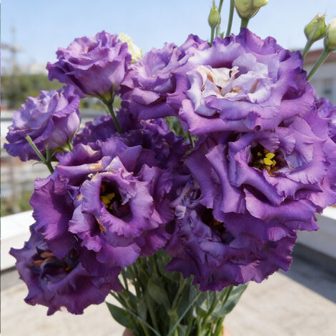 1000 Blue Ruffled Lisianthus Seeds – Original Double-Flowered Eustoma, Perfect for Modern Gardens, Balconies & Outdoor Decoration (1/5)