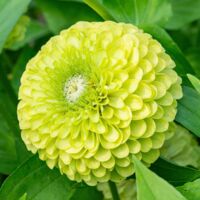 Green Zinnia Seeds to Plant – 1000 pcs, Spring and Summer Garden Flowers, Easy to Grow with Fertilizer