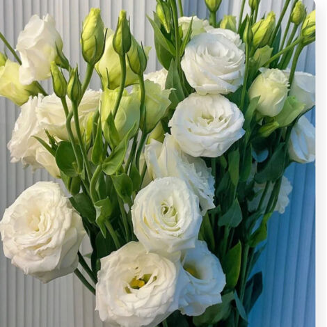 5000 Lisianthus Seeds White – Original Variety, Easy to Grow, Ideal for Garden, Balcony, and Decorative Pots (1/3)