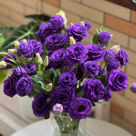 500 Lisianthus Seeds Purple – Original Variety, Easy to Grow, Ideal for Garden, Balcony, and Decorative Pots (1/4)