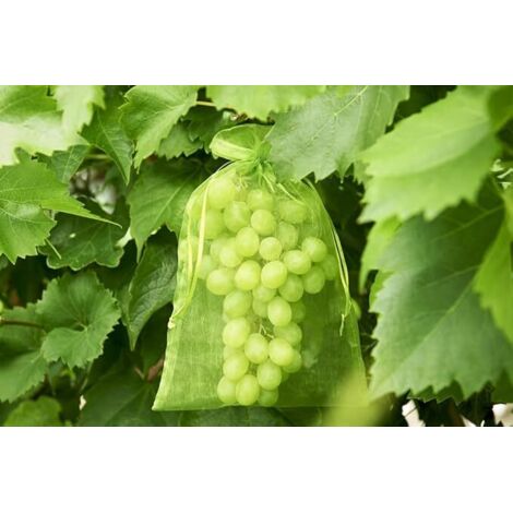 100 sacs de protection pour grappes de raisin, dimensions : 30 x 20 cm, couleur : g (1/5)