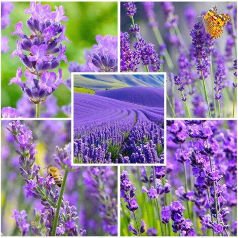 100g Fragrant Lavender Seeds – Aromatic Perennial Herb Garden Flowers