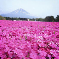 1000 wild flower seeds, pink moss phlox seeds, cold and drought resistant, seasonal flowers for gardens, slopes, and outdoor spaces