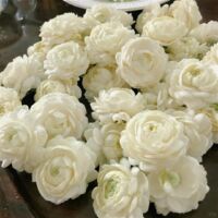 Double Jasmine Seeds 200 – Non-GMO Flowers for Garden, Balcony, and Vertical Growing