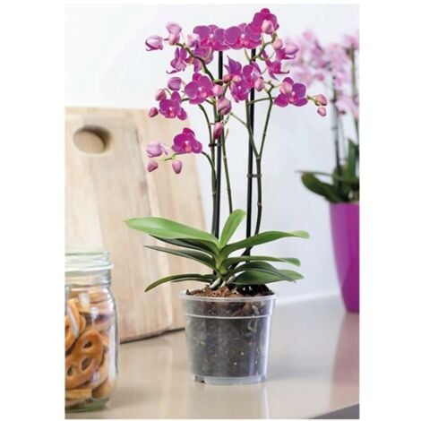 FLORUS - Pot orchidée 15cm transparent