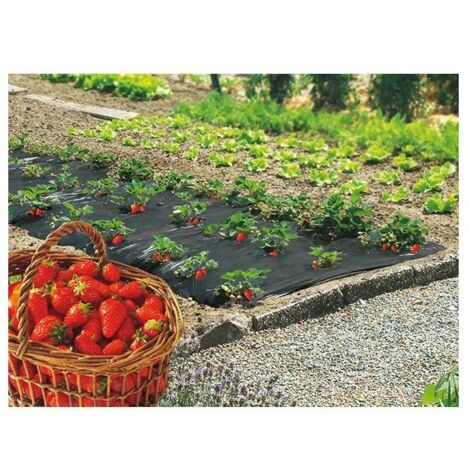 Film de paillage noir 1,40m x 10m – Épaisseur 40µm – Résistant aux UV – Durabilité 24 mois pour culture de fraises – Celloplast