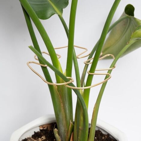 Supporto per stelo di Monstera, 5 pezzi, stabilizzatore resistente, design unico per piante rampicanti, supporto ideale per una crescita rigogliosa (oro) (1/4)