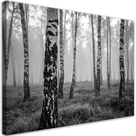 Quadro su tela, Foresta di betulle vista in bianco e nero, 120x80 (1/5)
