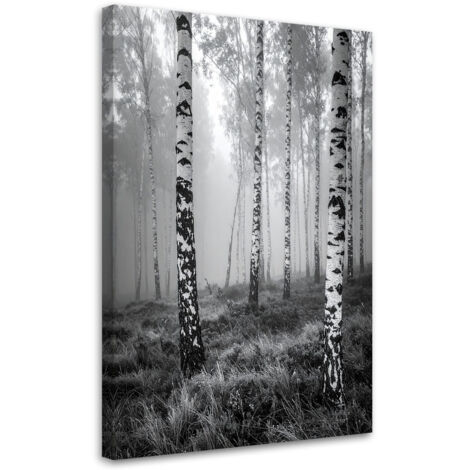Stampe su Tela, Foresta di betulle vista in bianco e nero, 40x60 (1/5)