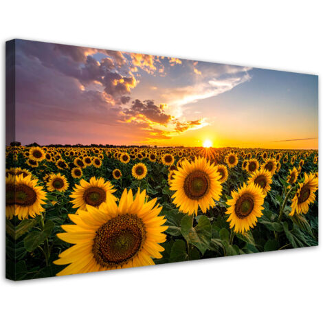 Quadro su tela, Campo di girasoli tramonto, 80x40 (1/5)