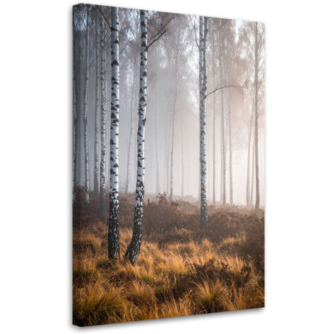 Cuadro en Lienzo, Bosque de abedules en la niebla paisaje naturaleza, 20x30 (1/5)