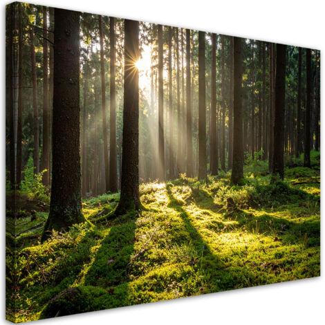 Cuadro en Lienzo, Bosque árboles amanecer, 30x20 (1/5)
