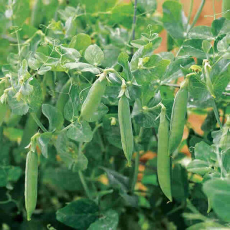 15 semi freschi di piselli mangiatutto, adatti alla coltivazione tutto l'anno, in casa o all'aperto, su un balcone o in giardino.