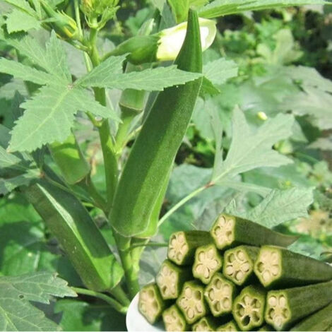 35 semi di okra, un ortaggio disponibile tutto l'anno, fresco e nutriente, ad alta resa, perfetto per la coltivazione all'aperto e in giardino.