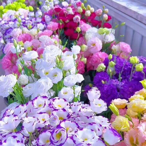 1000 semi misti di lisianthus, semi di fiori di lisianthus perenni, ad alta percentuale di germinazione, adatti alla semina in giardini e prati.