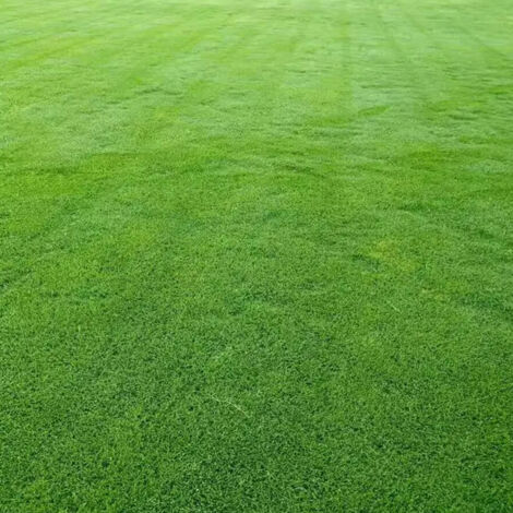 Miscela di semi di loietto perenne, 500 g, semi di alta qualità per rinverdire e creare i prati.