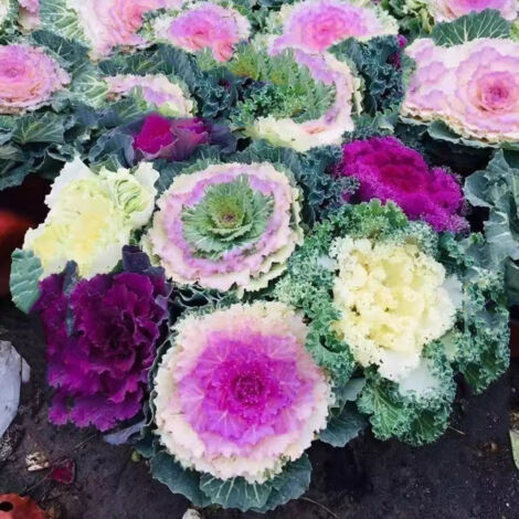 500 semi di cavolo nero, un assortimento di semi di cavolo nero ornamentale, resistenti al freddo e dai colori vivaci