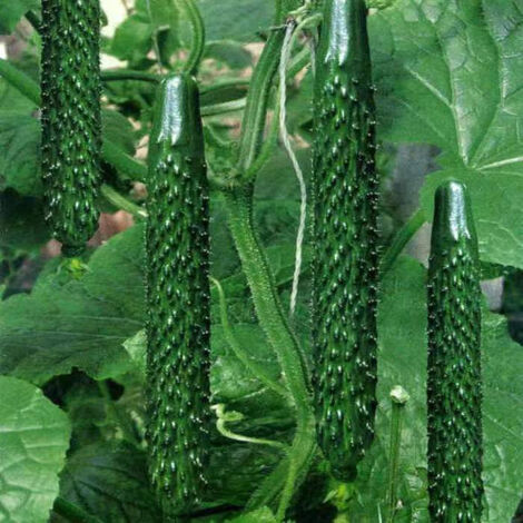 40 semillas de pepino espinoso, aptas para cultivo durante todo el año, hortalizas de invernadero, semillas de hortalizas