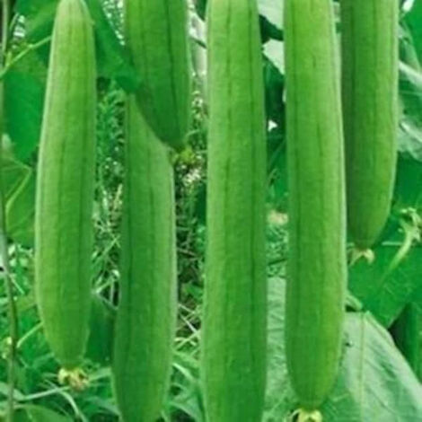 15 semillas de lufa (esponja vegetal), orgánicas y no transgénicas, semillas de hortalizas, aptas para cultivo durante todo el año