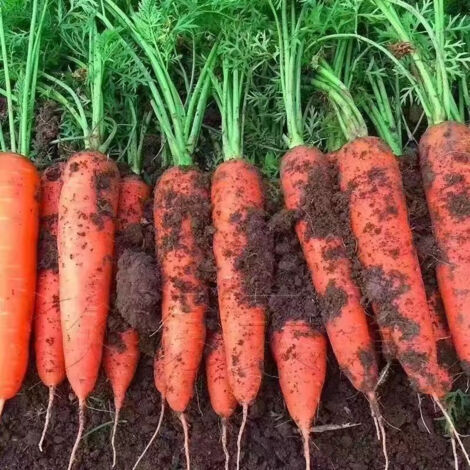 200 semillas de zanahoria resistentes al calor y al frío, ideales para el cultivo de frutas y verduras, para sembrar de febrero a noviembre.