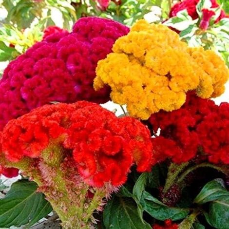100 semillas de cresta de gallo coloridas — Semillas de flores, para siembra en interiores y exteriores, alta tasa de germinación, fáciles de cultivar