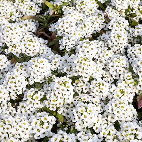 10.000 semillas de tomillo rastrero blanco — Semillas de tomillo florífero de fácil cultivo — Cubresuelos perenne para jardinería
