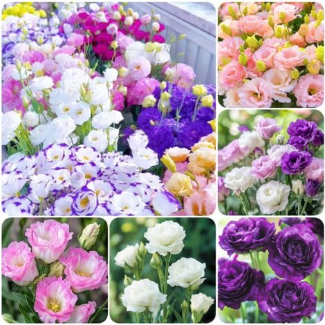 5000 semillas mixtas de lisianthus, aptas para plantar al aire libre: planta de lisianthus sin espinas, florece en todas las estaciones.