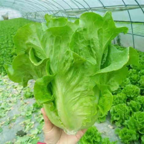 300 semillas de lechuga, para sembrar en el jardín.
