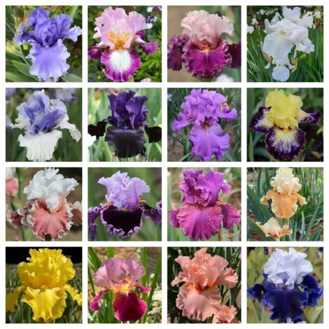 2.000 Semillas de Iris de Colores Mezclados — Atrae a los polinizadores — Semillas de flores perennes — Ideal para jardines al aire libre (1/5)