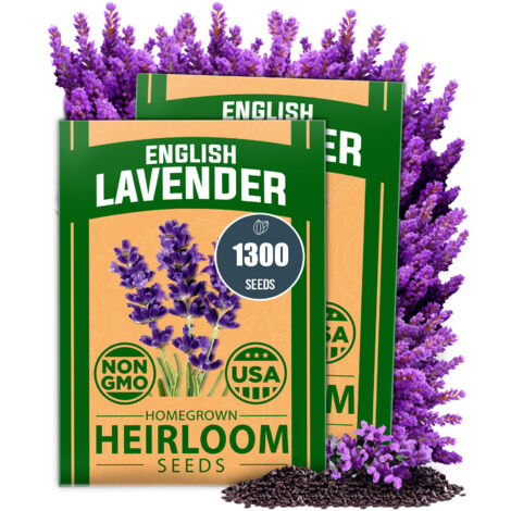 1300 semillas de lavanda, semillas decorativas, aptas para macetas y decoración de jardín