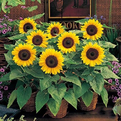50 semillas de girasol, semillas de flores, aptas para plantar en macetas y exteriores (1/4)