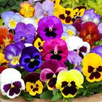 100 Semillas de Pensamiento Mixtas — Semillas de Flores de Jardín — Fáciles de Cultivar, Anuales, Alta Tasa de Germinación
