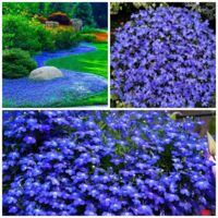10.000 semillas de tomillo Deep Purple — Fácil de cultivar, semillas de flores, cubresuelos perenne, alta tasa de germinación.