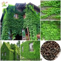 200 Semillas de Enredadera de Virginia Semillas de Hiedra Trepadora Semillas de Plantas Trepadoras Semillas de Flores Perennes