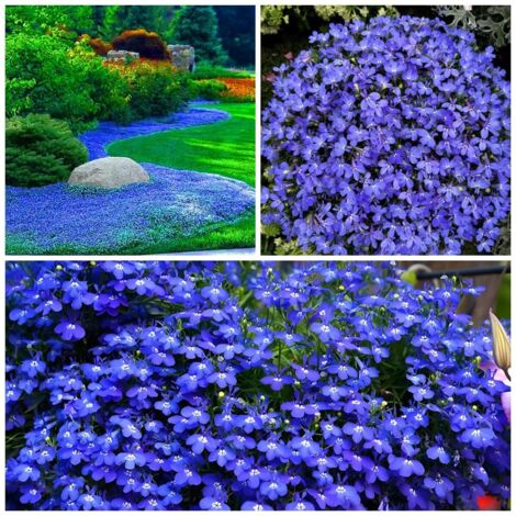 10.000 Samen Thymian „Deep Purple“ – Einfach anzubauen, Blumensamen, mehrjähriger Bodendecker, hohe Keimrate
