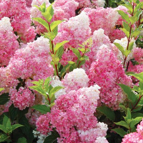100 Samen rosa Hortensie – Üppiger zweijähriger Blütenstrauch, geeignet für Gärten, Terrassen, Landschaftsbau und Topfpflanzen