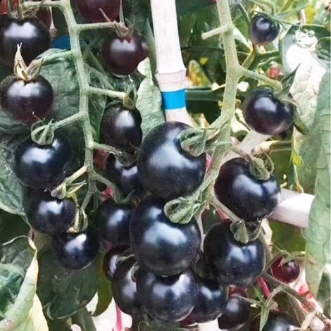 100 Purple Cherry Tomato Seeds, Traditional Organic Tomato Seeds, Hydroponic Tomato Seeds