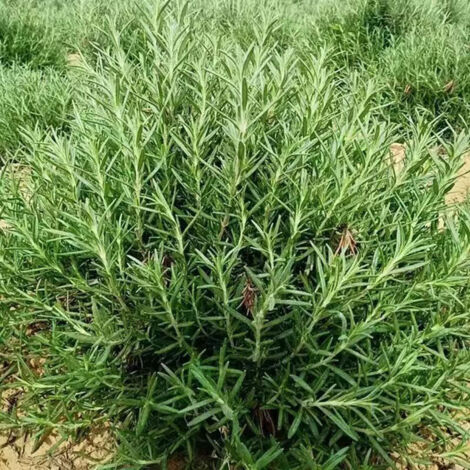 Over 1000 Rosemary Seeds, Ready to Plant - Traditional Non-GMO Aromatic Herb Seeds, Ideal for Outdoor Gardens