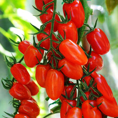 100 red cherry tomato seeds: produces abundant fruit and ripens early suitable for container gardening or outdoor planting (1/5)