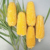 30 juicy, easy-to-germinate corn seeds that produce tender, sweet seedlings. Ideal for gardening and sowing flowers.