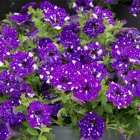 2998 Petunia seeds of the 'Starry Night' variety for hanging baskets a traditional, non-GMO variety, suitable for pots and gardens.