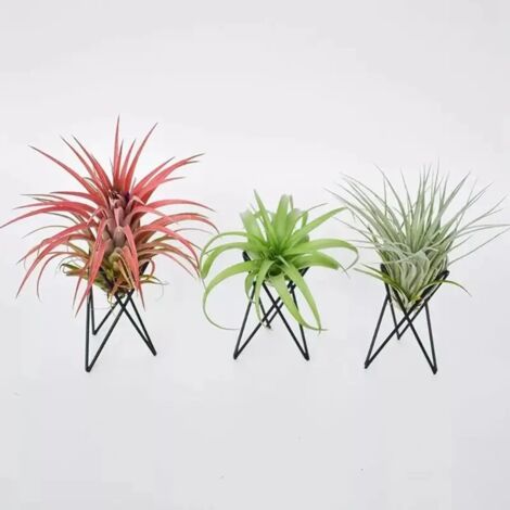 Support pour plante aérienne (blanc) en métal, pot de fleurs géométrique en fer, présentation de Tillandsia G5AB (1/5)